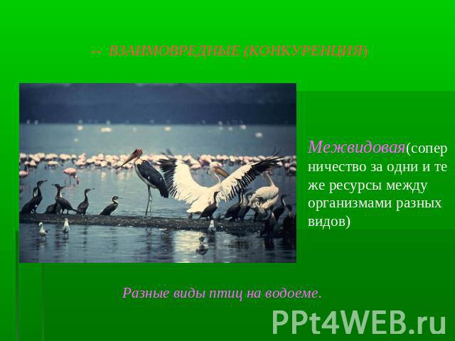 -- ВЗАИМОВРЕДНЫЕ (КОНКУРЕНЦИЯ) Межвидовая(соперничество за одни и те же ресурсы между организмами разных видов) Разные виды птиц на водоеме.