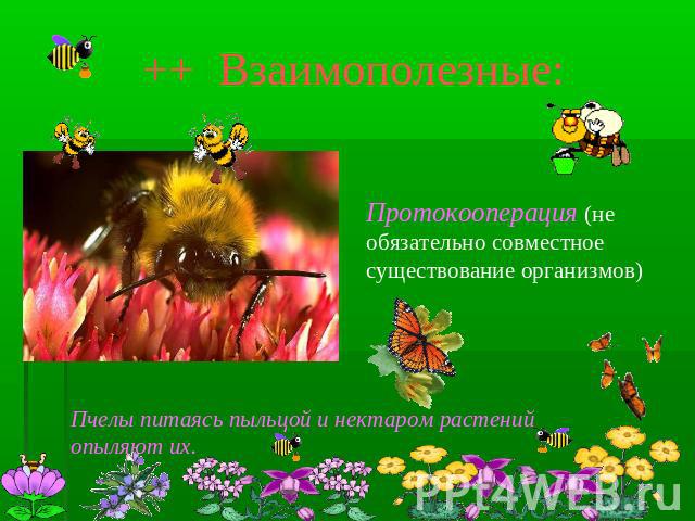 ++ Взаимополезные: Протокооперация (не обязательно совместное существование организмов) Пчелы питаясь пыльцой и нектаром растений опыляют их.