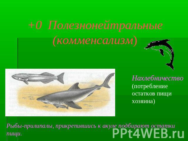 +0 Полезнонейтральные (комменсализм) Нахлебничество (потребление остатков пищи хозяина) Рыбы-прилипалы, прикрепившись к акуле подбирают остатки пищи.