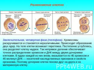 Размножение клеток Заключительная, четвертая фаза (телофаза). Хромосомы раскручи