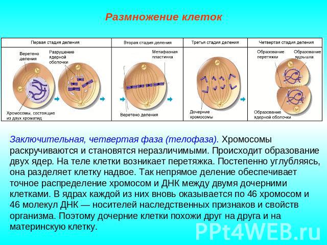 Размножение клеток Заключительная, четвертая фаза (телофаза). Хромосомы раскручиваются и становятся неразличимыми. Происходит образование двух ядер. На теле клетки возникает перетяжка. Постепенно углубляясь, она разделяет клетку надвое. Так непрямое…