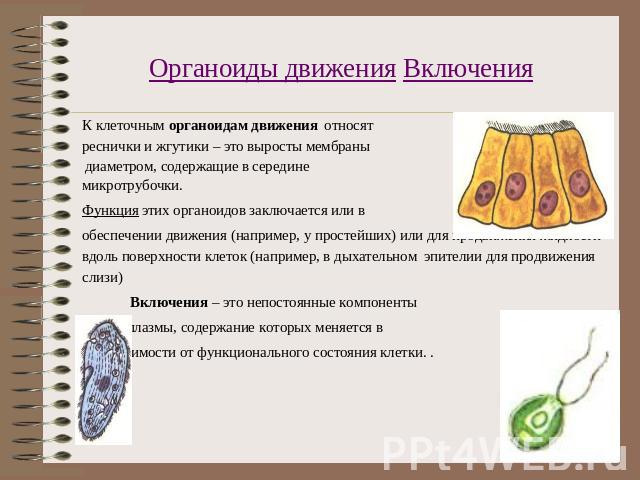 Органоиды движения Включения К клеточным органоидам движения относят реснички и жгутики – это выросты мембраны диаметром, содержащие в середине микротрубочки. Функция этих органоидов заключается или в обеспечении движения (например, у простейших) ил…