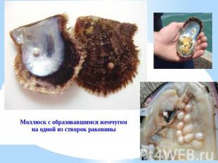 Моллюск с образовавшимся жемчугом на одной из створок раковины