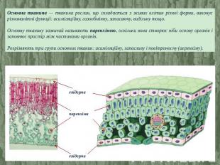 Основна тканина — тканина рослин, що складається з живих клітин різної форми, ви