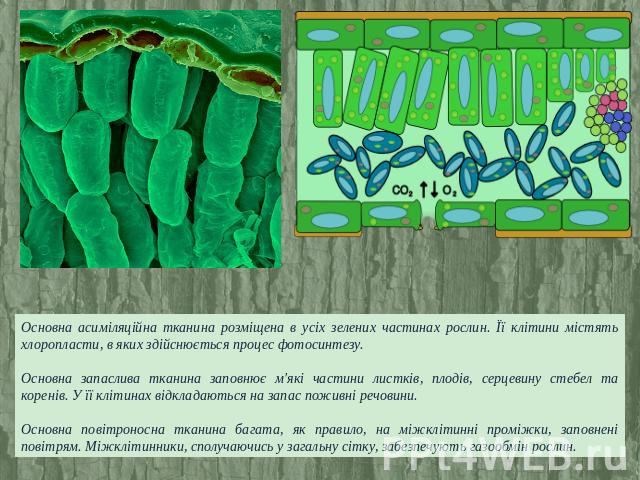Основна асиміляційна тканина розміщена в усіх зелених частинах рослин. Її клітини містять хлоропласти, в яких здійснюється процес фотосинтезу. Основна запаслива тканина заповнює м'які частини листків, плодів, серцевину стебел та коренів. У її клітин…