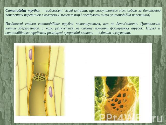 Ситоподібні трубки — видовжені, живі клітини, що сполучаються між собою за допомогою поперечних перетинок з великою кількістю пор і нагадують сито (ситоподібна пластинка). Поздовжні стінки ситоподібних трубок потовщуються, але не дерев'яніють. Цитоп…