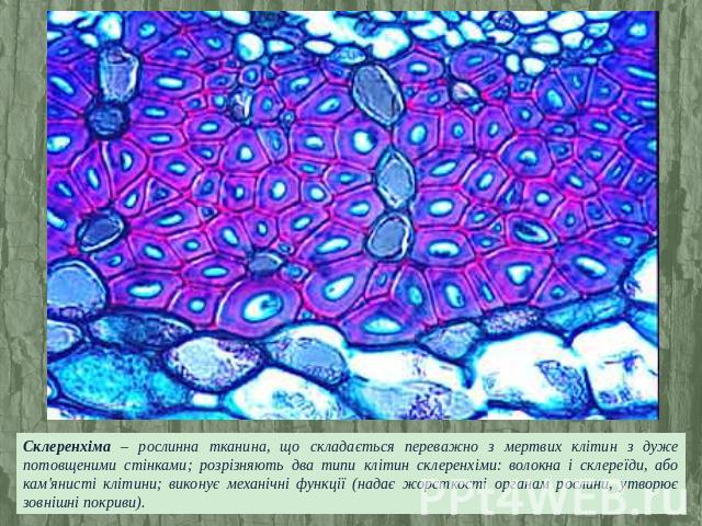 Склеренхіма – рослинна тканина, що складається переважно з мертвих клітин з дуже потовщеними стінками; розрізняють два типи клітин склеренхіми: волокна і склереїди, або кам'янисті клітини; виконує механічні функції (надає жорсткості органам рослини,…