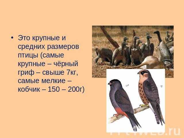 Это крупные и средних размеров птицы (самые крупные – чёрный гриф – свыше 7кг, самые мелкие – кобчик – 150 – 200г)