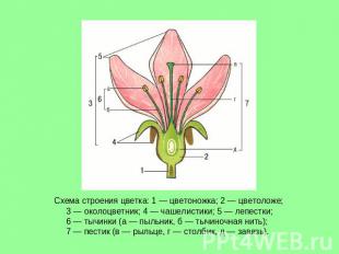 Схема строения цветка: 1 — цветоножка; 2 — цветоложе; 3 — околоцветник; 4 — чаше