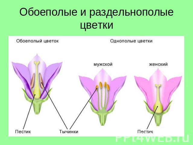 Обоеполые и раздельнополые цветки