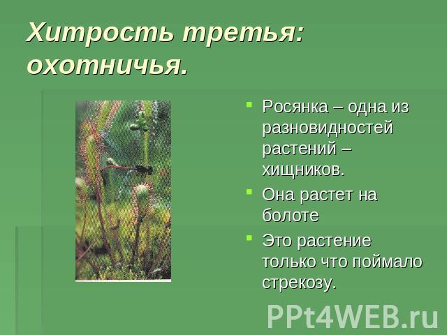 Хитрость третья: охотничья.Росянка – одна из разновидностей растений – хищников.Она растет на болотеЭто растение только что поймало стрекозу.