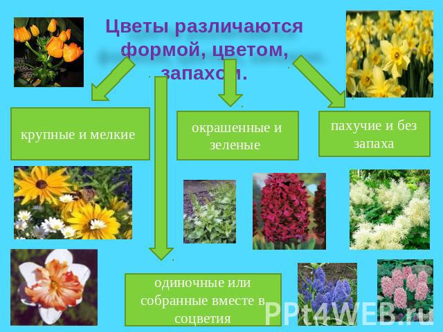 Цветы различаются формой, цветом, запахом.крупные и мелкие окрашенные и зеленые пахучие и без запахаодиночные или собранные вместе в соцветия