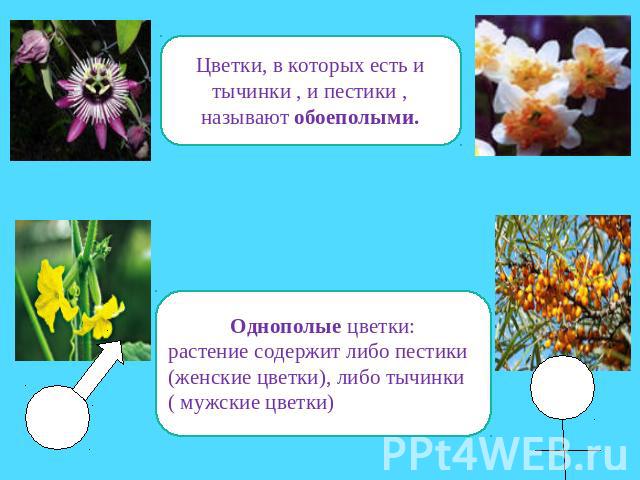 Цветки, в которых есть и тычинки , и пестики ,называют обоеполыми.Однополые цветки:растение содержит либо пестики (женские цветки), либо тычинки ( мужские цветки)