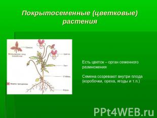 Покрытосеменные (цветковые) растенияЕсть цветок – орган семенного размноженияСем