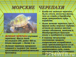 МОРСКИЕ ЧЕРЕПАХИЗЕЛЕНАЯ ЧЕРЕПАХА (суповая черепаха) Масса тела достигает 200, ре