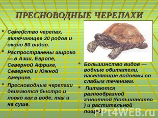 ПРЕСНОВОДНЫЕ ЧЕРЕПАХИСемейство черепах, включающее 30 родов и около 80 видов. Ра