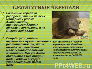 СУХОПУТНЫЕ ЧЕРЕПАХИНаземные черепахи распространены на всех материках (кроме Ант