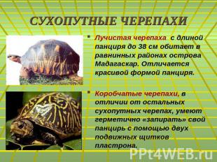 СУХОПУТНЫЕ ЧЕРЕПАХИЛучистая черепаха с длиной панциря до 38 см обитает в равнинн