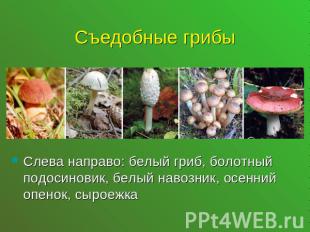 Съедобные грибыСлева направо: белый гриб, болотный подосиновик, белый навозник,