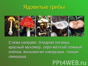 Ядовитые грибыСлева направо: бледная поганка, красный мухомор, серо-жёлтый ложны