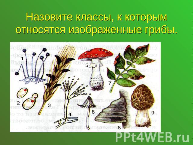 Назовите классы, к которым относятся изображенные грибы.