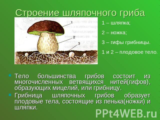 Строение шляпочного гриба1 – шляпка;2 – ножка;3 – гифы грибницы.1 и 2 – плодовое тело.Тело большинства грибов состоит из многочисленных ветвящихся нитей(гифов), образующих мицелий, или грибницу.Грибница шляпочных грибов образует плодовые тела, состо…