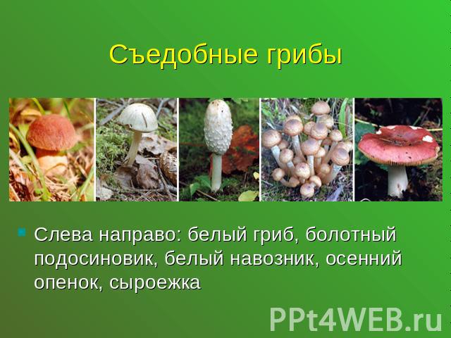 Съедобные грибыСлева направо: белый гриб, болотный подосиновик, белый навозник, осенний опенок, сыроежка