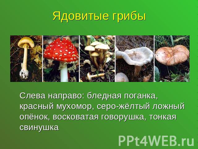 Ядовитые грибыСлева направо: бледная поганка, красный мухомор, серо-жёлтый ложный опёнок, восковатая говорушка, тонкая свинушка