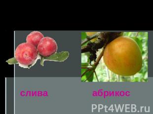 Костянкаслива абрикос
