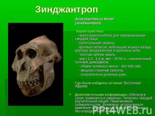 ЗинджантропAustralopithecus boisei (зинджантроп) Характеристика: -череп приспосо
