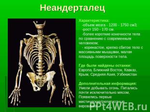 НеандерталецХарактеристика: -объем мозга - 1200 - 1750 см3; -рост 150 - 170 см.