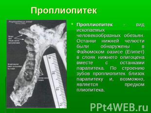 ПроплиопитекПроплиопитек - вид ископаемых человекообразных обезьян. Останки нижн