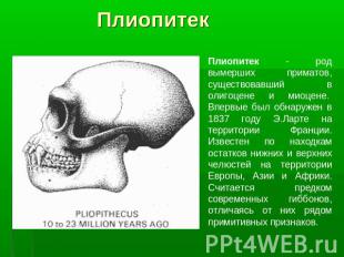 ПлиопитекПлиопитек - род вымерших приматов, существовавший в олигоцене и миоцене