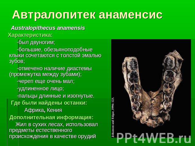 Автралопитек анаменсисAustralopithecus anamensis Характеристика: -был двуногим; -большие, обезьяноподобные клыки сочетаются с толстой эмалью зубов; -отмечено наличие диастемы (промежутка между зубами); -череп еще очень мал; -удлиненное лицо; -пальцы…