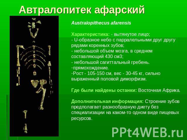 Автралопитек афарскийAustralopithecus afarensis Характеристика: - вытянутое лицо; - U-образное небо с парралельными друг другу рядами коренных зубов; - небольшой объем мозга, в среднем составляющий 430 см3;- небольшой сагиттальный гребень.прямохожде…