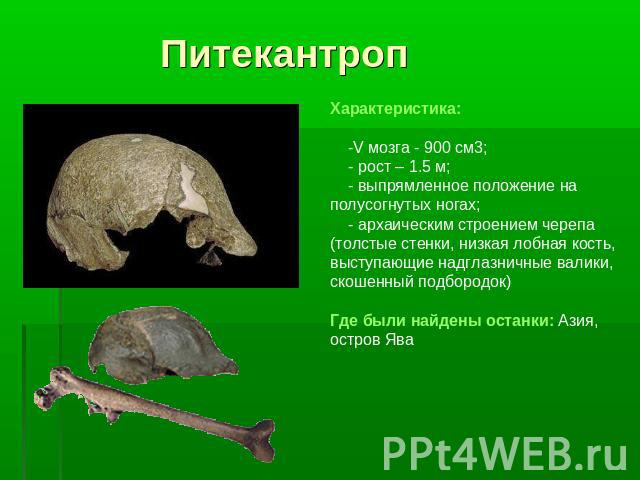 ПитекантропХарактеристика: -V мозга - 900 см3; - рост – 1.5 м; - выпрямленное положение на полусогнутых ногах; - архаическим строением черепа (толстые стенки, низкая лобная кость, выступающие надглазничные валики, скошенный подбородок) Где были найд…