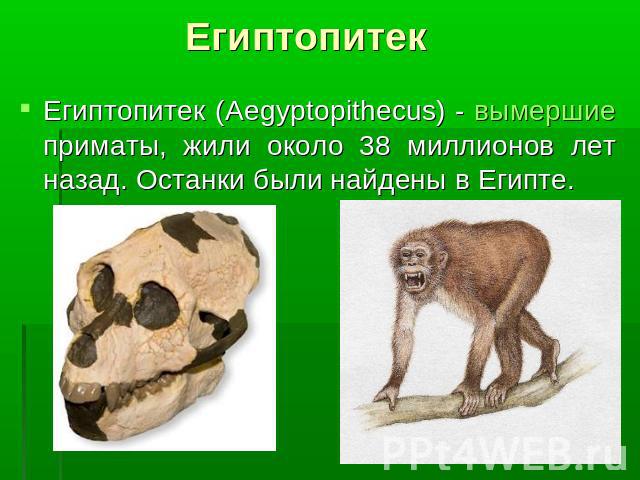 ЕгиптопитекЕгиптопитек (Aegyptopithecus) - вымершие приматы, жили около 38 миллионов лет назад. Останки были найдены в Египте.