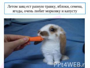 Летом заяц ест разную травку, яблоки, семена, ягоды, очень любит морковку и капу