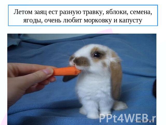 Летом заяц ест разную травку, яблоки, семена, ягоды, очень любит морковку и капусту