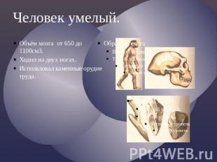 Человек умелый.Объём мозга от 650 до 1100см3.Ходил на двух ногах.Использовал кам