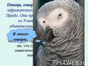 Птица, говорящая лучше всех - самка африканского серого попугая по имени Прадл.