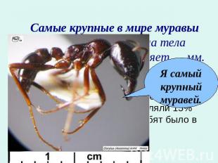 Самые крупные в мире муравьи живут в Африке. Длина тела рабочего муравья составл