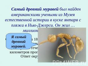 Самый древний муравей был найден американскими учеными из Музея естественной ист