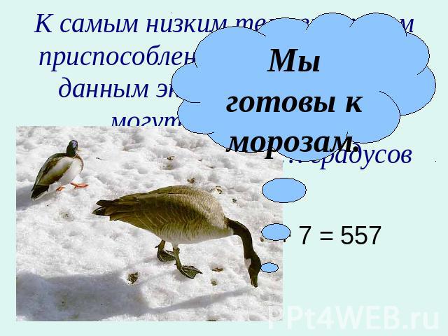 К самым низким температурам приспособлены утки и гуси. По данным экспериментов, они могут выжить при температуре минус … градусов по Цельсию. 11х – 5х + 7х – 8х + 7 = 557