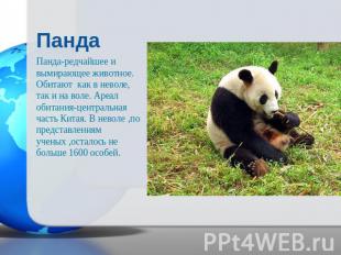 ПандаПанда-редчайшее и вымирающее животное. Обитают как в неволе, так и на воле.