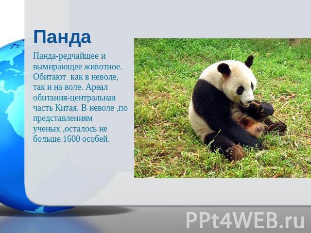 ПандаПанда-редчайшее и вымирающее животное. Обитают как в неволе, так и на воле. Ареал обитания-центральная часть Китая. В неволе ,по представлениям ученых ,осталось не больше 1600 особей.