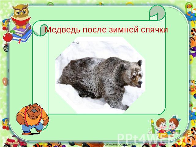 Медведь после зимней спячки