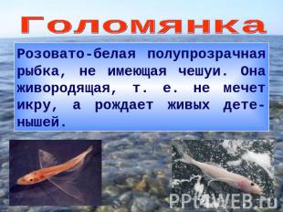 ГоломянкаРозовато-белая полупрозрачная рыбка, не имеющая чешуи. Она живородящая,