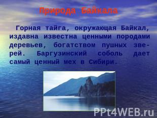 Природа БайкалаГорная тайга, окружающая Байкал, издавна известна ценными породам