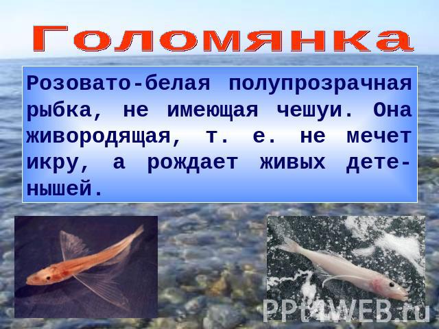ГоломянкаРозовато-белая полупрозрачная рыбка, не имеющая чешуи. Она живородящая, т. е. не мечет икру, а рождает живых дете-нышей.